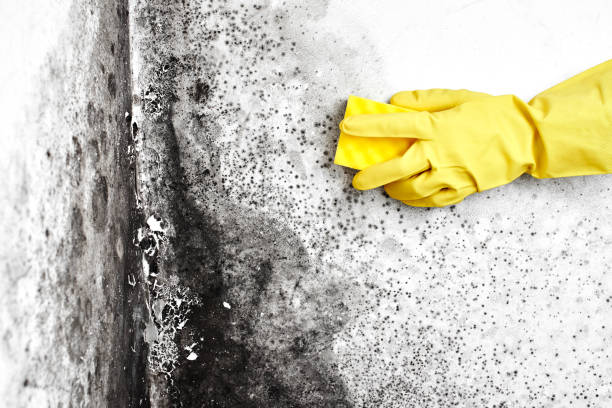 Best Asbestos and Lead Testing During Mold Inspection  in Coal Fork, WV