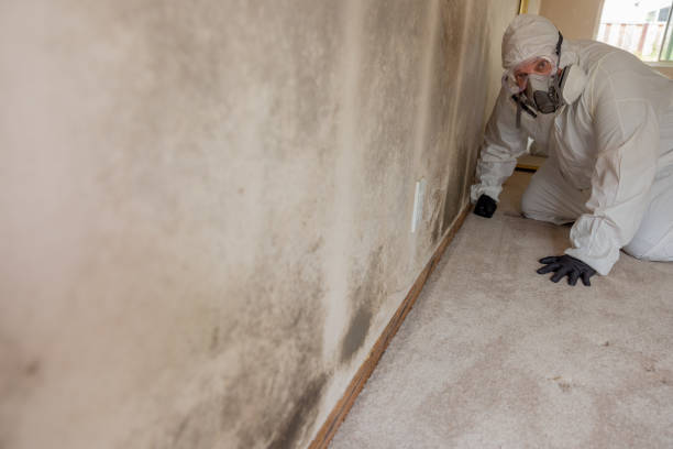 Professional Mold Removal in Coal Fork, WV